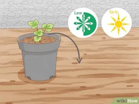 Immagine titolata Grow Strawberries in a Pot Step 2