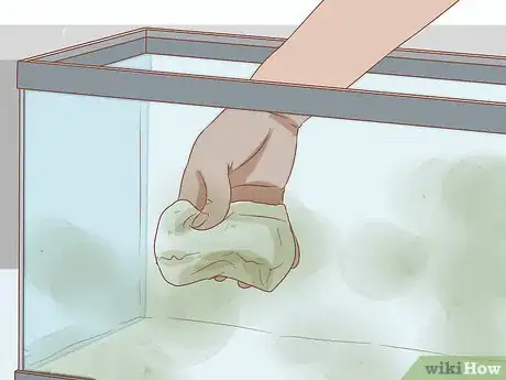 Immagine titolata Treat Fin Rot Step 2