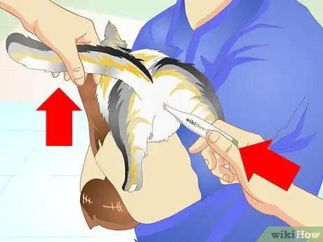 Immagine titolata Check a Cat's Temperature Step 7