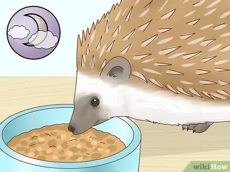 Immagine titolata Take Care of a Hedgehog Step 16