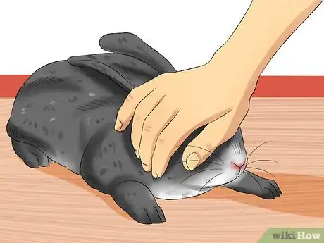 Immagine titolata Treat Heat Stroke in Rabbits Step 7
