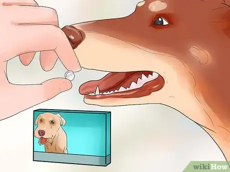 Immagine titolata Keep Fleas Off Dogs Step 4