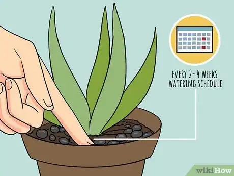 Immagine titolata Revive a Dying Aloe Vera Plant Step 7