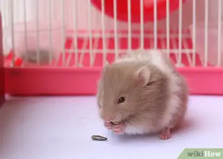 Immagine titolata Train Your Hamster Step 5