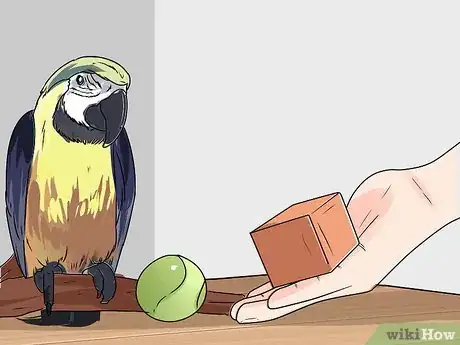 Immagine titolata Train Parrots to Make Less Noise Step 14