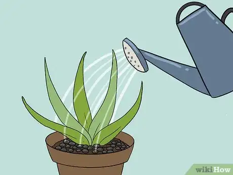 Immagine titolata Revive a Dying Aloe Vera Plant Step 10