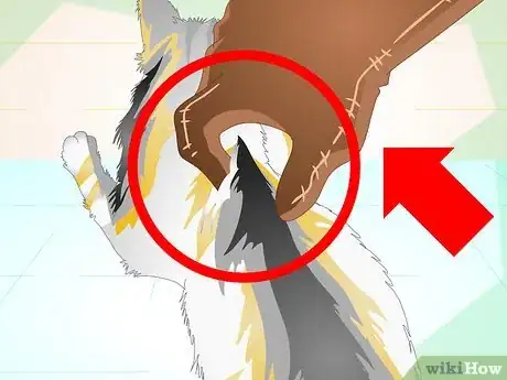 Immagine titolata Check a Cat's Temperature Step 4