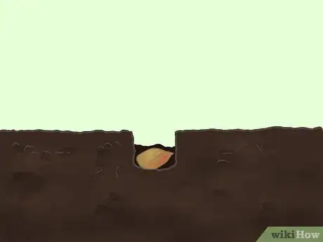 Immagine titolata Germinate Tree Seeds Step 16