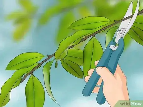 Immagine titolata Grow a Magnolia Tree Step 9