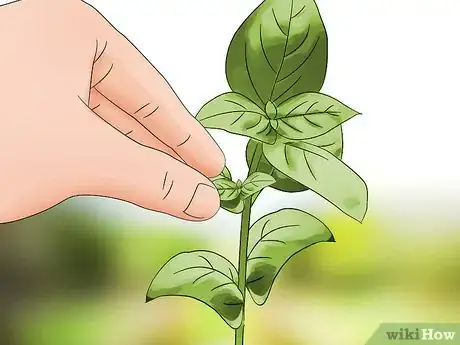 Immagine titolata Harvest Basil Step 6