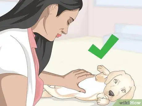 Immagine titolata Treat Focal Seizures in Dogs Step 9