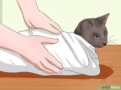 Immagine titolata Give a Cat Medicine Step 9