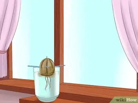 Immagine titolata Grow Avocados Step 7