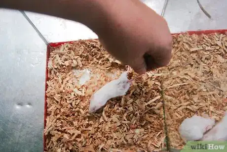 Immagine titolata Breed Mice Step 9