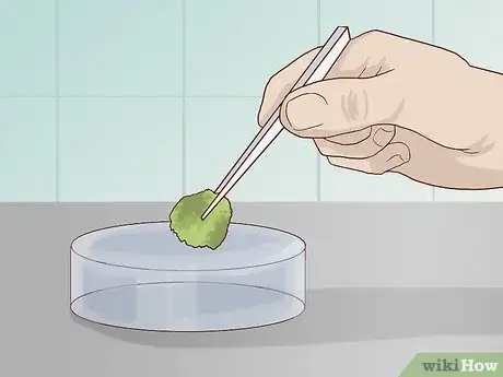 Immagine titolata Find and Care for a Pet Tardigrade (Water Bear) Step 4