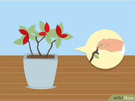 Immagine titolata Care for Poinsettias Step 17