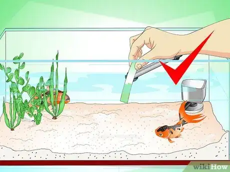 Immagine titolata Save a Dying Goldfish Step 2
