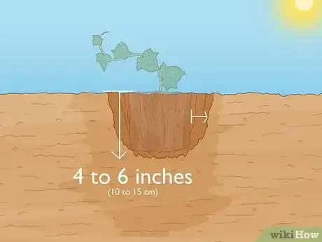 Immagine titolata Plant English Ivy Step 5