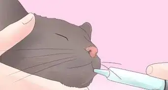 Dare una Medicina al Gatto