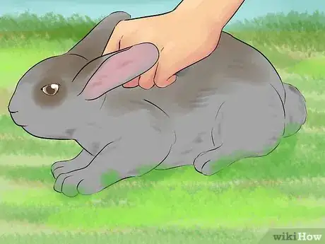 Immagine titolata Catch a Pet Rabbit Step 17
