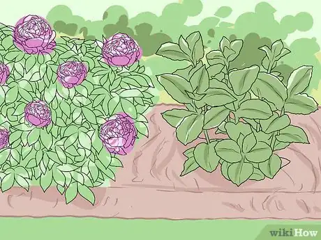 Immagine titolata Keep Ants off Peonies Step 5