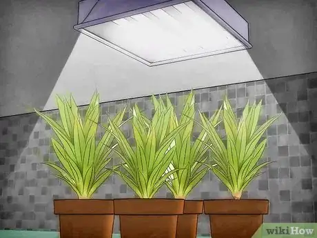 Immagine titolata Protect Plants from the Cold Step 6