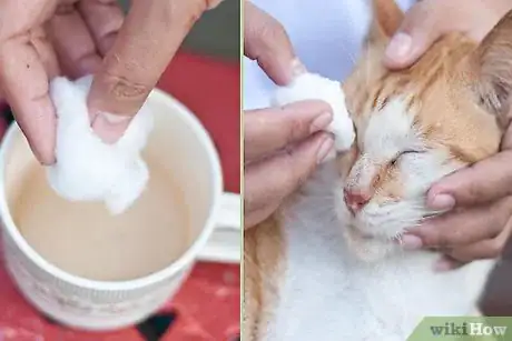 Immagine titolata Give Your Cat Eye Drops Step 2