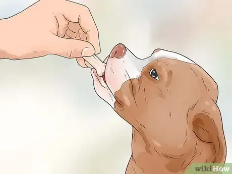 Immagine titolata Stop Aggressive Behavior in Dogs Step 12