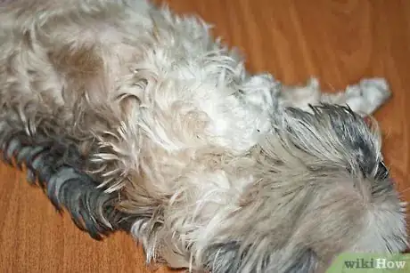 Immagine titolata Brush Mats out of Dog Hair Step 1