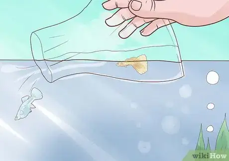 Immagine titolata Breed Guppies Step 5