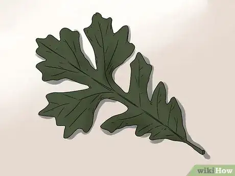 Immagine titolata Identify Oak Leaves Step 11