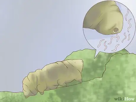 Immagine titolata Find and Care for a Pet Tardigrade (Water Bear) Step 9
