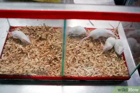 Immagine titolata Breed Mice Step 5