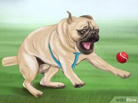 Immagine titolata Live with a Pug Dog Step 7