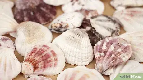 Immagine titolata Paint on Sea Shells Step 1