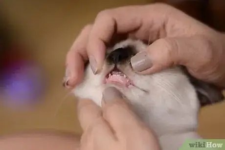 Immagine titolata Stop a Cat from Chewing Step 2