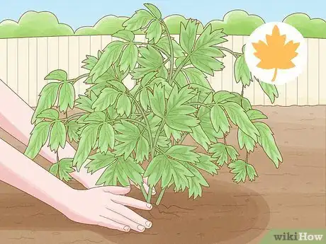 Immagine titolata Plant Peonies Step 1