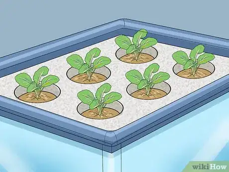 Immagine titolata Build a Homemade Hydroponics System Step 7