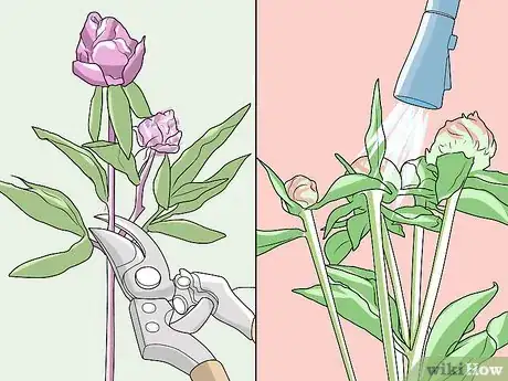 Immagine titolata Keep Ants off Peonies Step 6