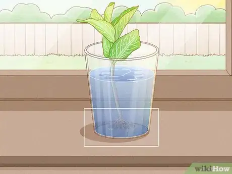 Immagine titolata Grow Mint in a Pot Step 10