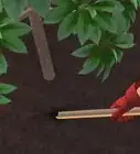 Picchettare un Cespuglio o un Albero
