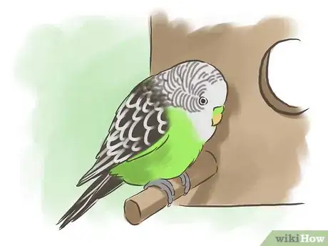 Immagine titolata Breed Budgies Step 3