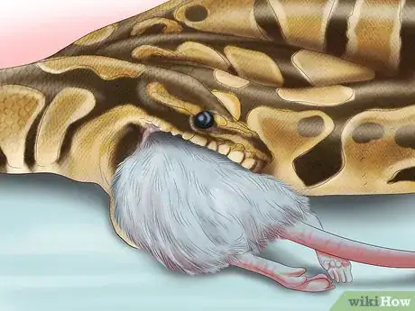 Immagine titolata Care for Your Ball Python Step 18