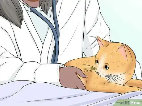 Immagine titolata Know if a Cat Is Stressed Step 13