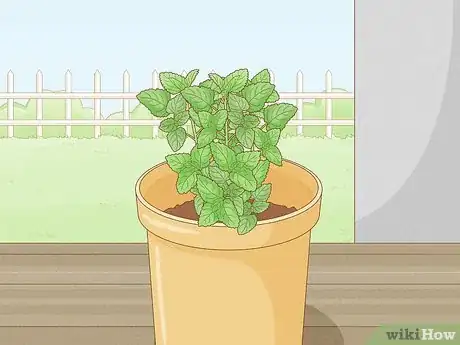 Immagine titolata Grow Mint in a Pot Step 22