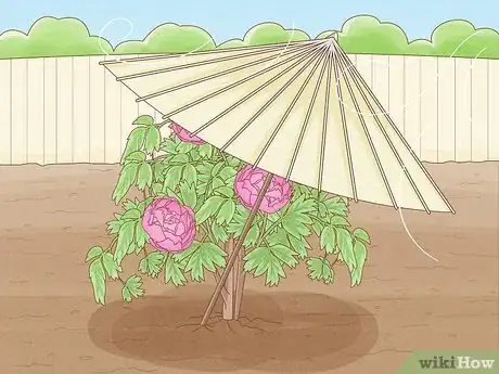 Immagine titolata Plant Peonies Step 5