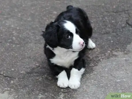 Immagine titolata Train Your Dog from Running out of Your House Step 6