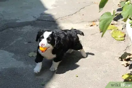 Immagine titolata Train Your Dog from Running out of Your House Step 2