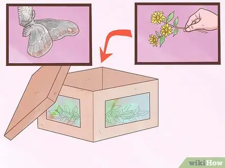 Immagine titolata Care for Woolly Bear Caterpillars Step 7