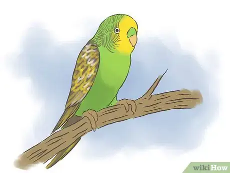 Immagine titolata Breed Budgies Step 1